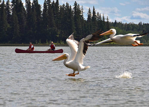 Pelikans taking off
